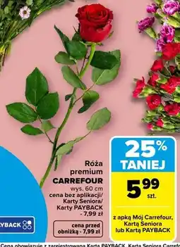 Carrefour Róża premium oferta