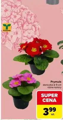 Carrefour Prymula doniczka różne kolory oferta