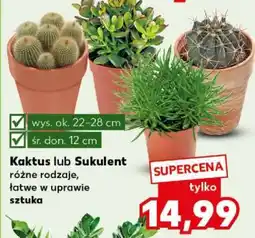Kaufland Kaktus lub sukulent oferta