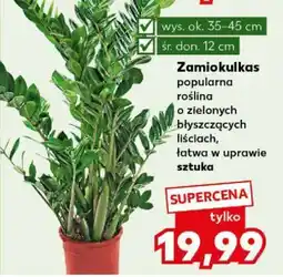 Kaufland Zamiokulkas oferta