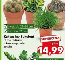 Kaufland Kaktus lub Sukulent różne rodzaje oferta