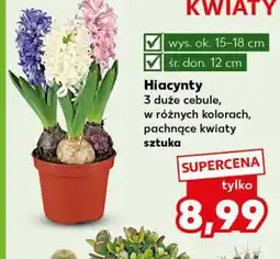 Kaufland Hiacynty 3 duże cebule oferta
