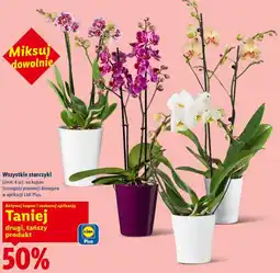 Lidl Wszystkie storczyki oferta