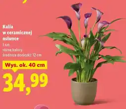Lidl Kalia w ceramicznej osłonce oferta