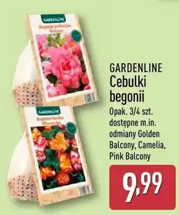 ALDI Cebulki begonii oferta