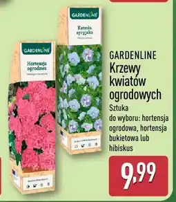 ALDI Krzewy kwiatów ogrodowych oferta