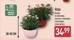ALDI Róże sztuka w kolorowej osłonce z tworzyna sztucznego różne kolory oferta