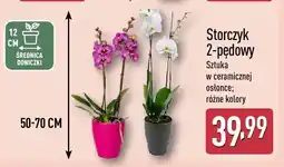 ALDI Storczyk 2-pędowy sztuka w ceramicznej osłonce różne kolory oferta