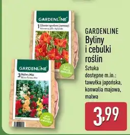 ALDI Byliny i cebulki roślin oferta