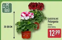 ALDI Pelargonia sztuka różne kolory oferta
