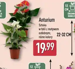 ALDI Anturium oferta