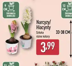 ALDI Narcyzy / Hiacynty oferta
