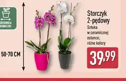 ALDI Storczyk 2-pędowy oferta
