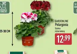 ALDI Gardenline Pelargonia oferta