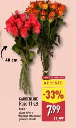 ALDI Gardenline Róże oferta