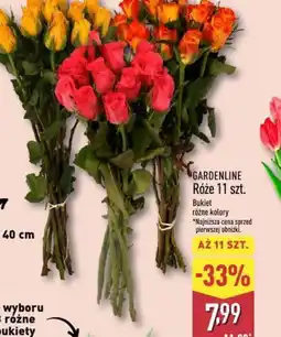 ALDI Gardenline Róże oferta
