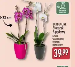 ALDI Storczyk 2-pędowy Gardenline oferta