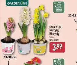 ALDI Gardenline Narcyzy/Hiacynty oferta