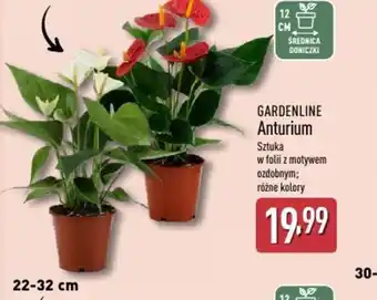 ALDI Gardenline Anturium oferta