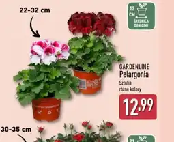 ALDI Gardenline Pelargonia oferta