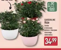 ALDI Gardenline Róże oferta