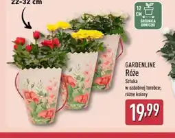 ALDI Gardenline Róże oferta