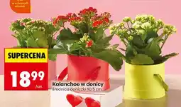 Biedronka Kalanchoe w donicy średnica doniczki 10,5 cm oferta