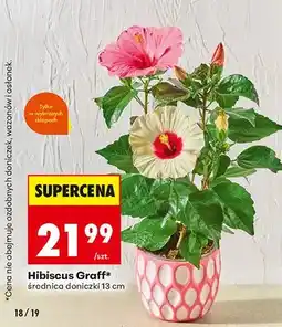 Biedronka Hibiscus Graff średnica doniczki 13 cm oferta