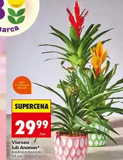 Biedronka Viersea lub Ananas średnica doniczki XX cm oferta