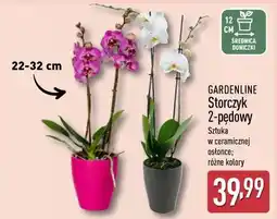 ALDI GARDENLINE Storczyk 2-pędowy oferta