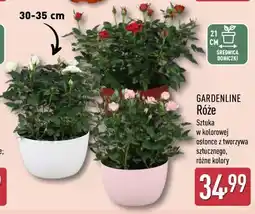 ALDI GARDENLINE Róże w kolorowej osłonce oferta