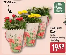 ALDI GARDENLINE Róże w ozdobnej torebce oferta