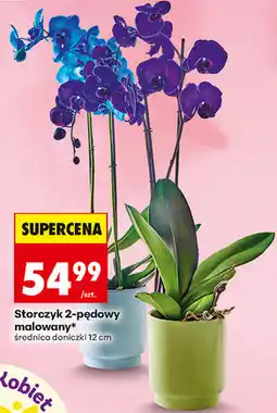 Biedronka Storczyk 2-pędowy malowany, średnica doniczki 12 cm oferta