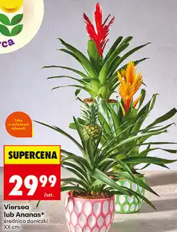 Biedronka Viersea lub Ananas, średnica doniczki 12 cm oferta