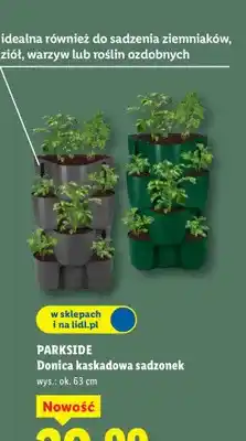 Lidl Donica kaskadowa sadzonek wys.: ok. 63cm oferta