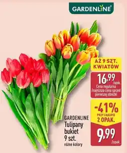 ALDI Tulipany bukiet 9 szt. różne kolory oferta