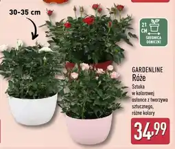 ALDI Róże sztuka w kolorowej osłonce z tworzywa sztucznego, różne kolory oferta