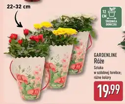ALDI Róże sztuka w ozdobnej torebce różne kolory oferta