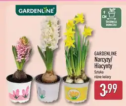 ALDI Narcyz/Hiacynty sztuka różne kolory oferta