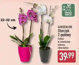 ALDI Storczyk 2-pędowy sztuka w ceramicznej osłonce różne kolory oferta