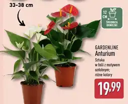 ALDI Anturium sztuka w folii z motywem ozdobnym różne kolory oferta