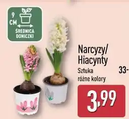 ALDI Narcyzy/Hiacynty Sztuka różne kolory oferta