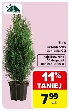 Carrefour Tuja don. c2 Gasa oferta