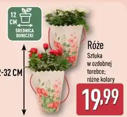 ALDI Róże Sztuka w ozdobnej torebce oferta