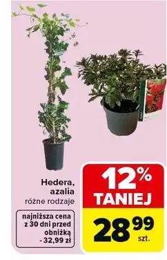 Carrefour Azalia oferta