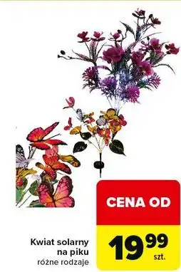 Carrefour Kwiat solarny oferta