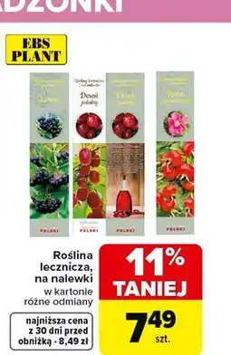 Carrefour Róża w kartonie Ebs Plant oferta