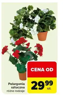 Carrefour Pelargonia w doniczce oferta