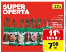 Carrefour Róż w woreczku Ebs Plant oferta