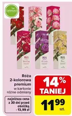 Carrefour Róża Gartenland oferta